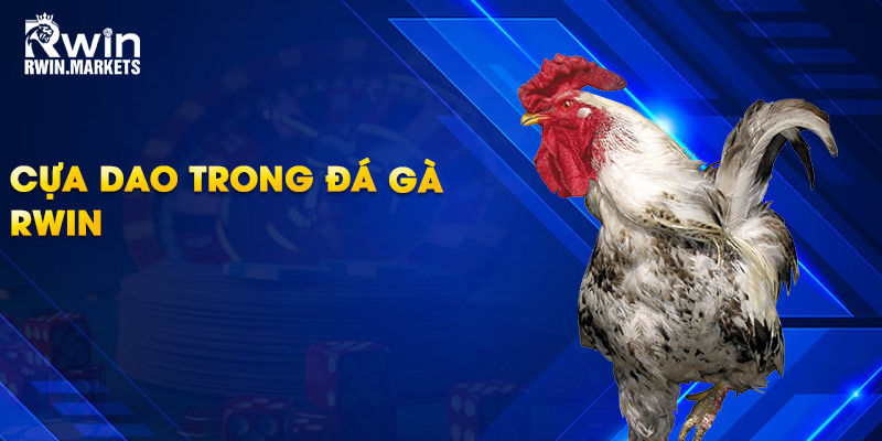 Cựa dao trong đá gà RWIN