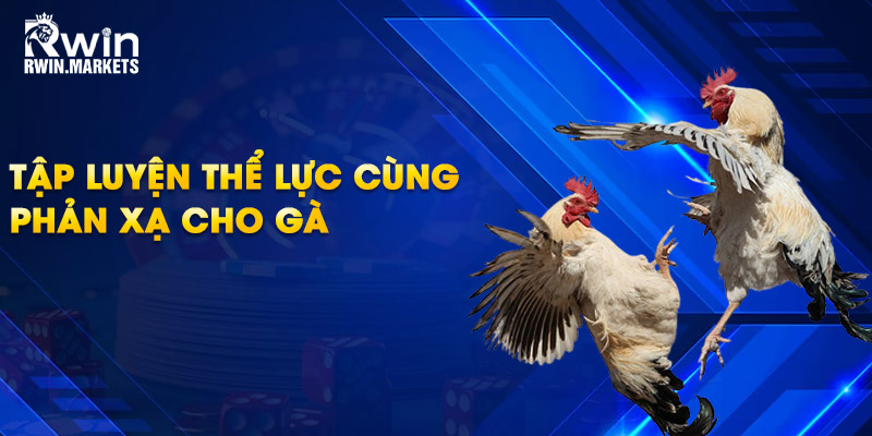 Tập luyện thể lực cùng phản xạ cho gà