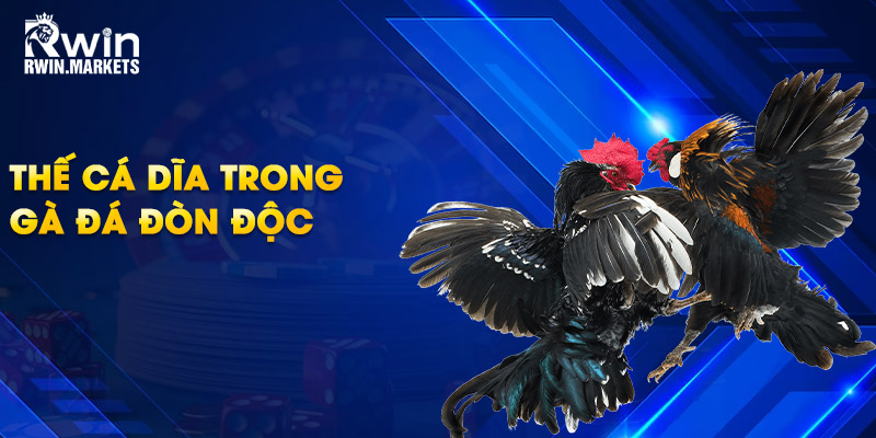 Thế cá dĩa trong gà đá đòn độc